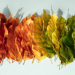 Creative layout of colorful autumn leaves. Flat lay banner